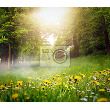Изображение фотообоев