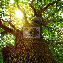 Изображение фотообоев