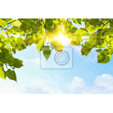 Изображение фотообоев