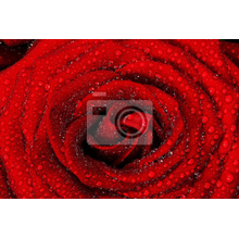 Изображение фотообоев