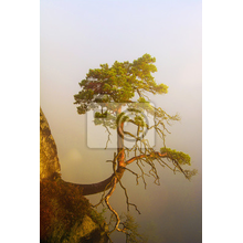 Изображение фотообоев