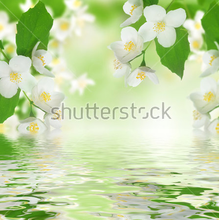 Фотообои с цветами жасмина (отражение в воде)