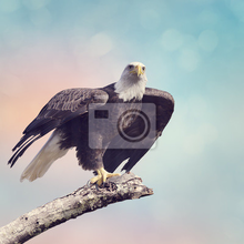Изображение фотообоев