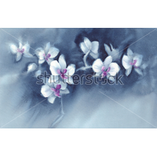 Фотообои с белыми орхидеями на темно-синем фоне (рисунок)