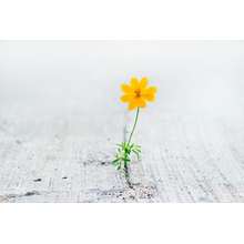 Изображение фотообоев
