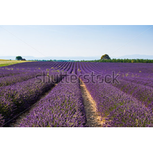 Изображение фотообоев