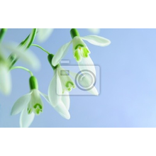 Изображение фотообоев