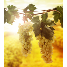 Фотообои c виноградом