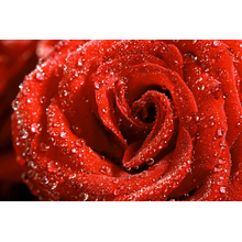 Обои на стену с красной розой и каплями росы