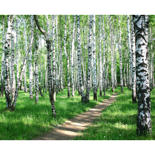 Тропинка в березовой роще