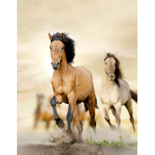 Обои с лошадьми