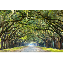 Дорога в дубовой роще (обои с перспективой)