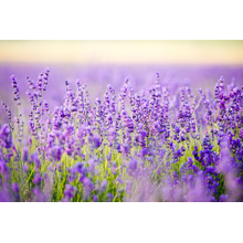 Лаванда (поле)