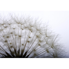 Одуванчик крупным планом