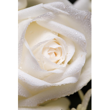 Белая роза с каплями воды