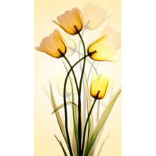 Красивые желтые тюльпаны