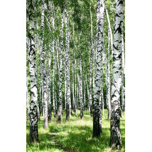 Березовая роща (узкие обои)