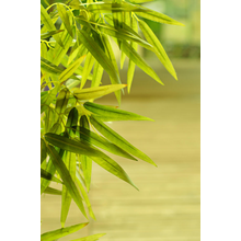 Зеленые листья бамбука