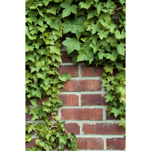 Кирпичная стена с плющом