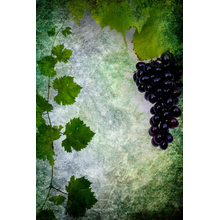 Виноград в ретро стиле (обои для кухни)