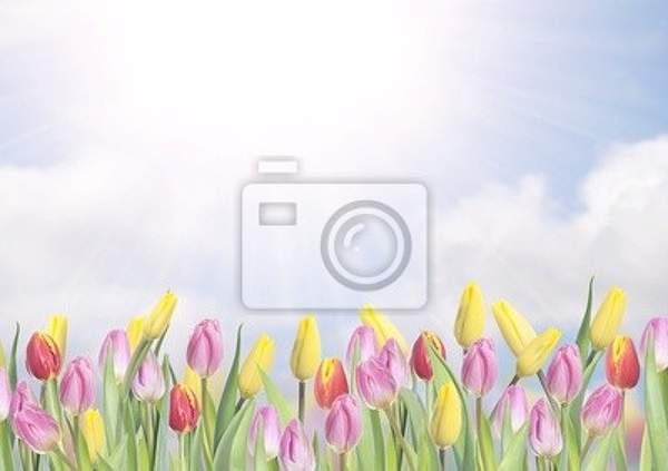 Фотообои с разноцветными весенними тюльпанами артикул 10000339