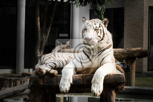 Фотообои с белым тигром артикул 10007545