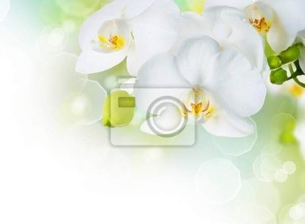 Фотообои для стен с белой орхидеей артикул 10007387