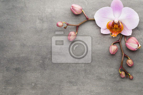 Фотообои - Красавица орхидея артикул 10007814