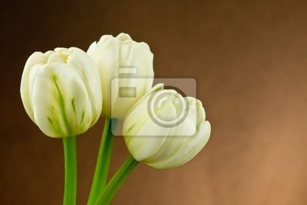 Фотообои с белыми тюльпанами на коричневом фоне артикул 10000332