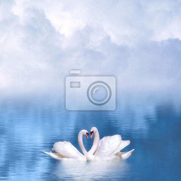 Фотообои - Белые лебеди на озере артикул 10000053