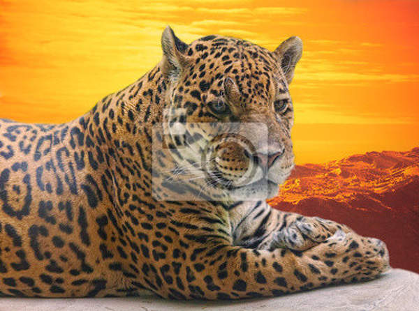 Фотообои - Леопард на закате солнца артикул 10000067