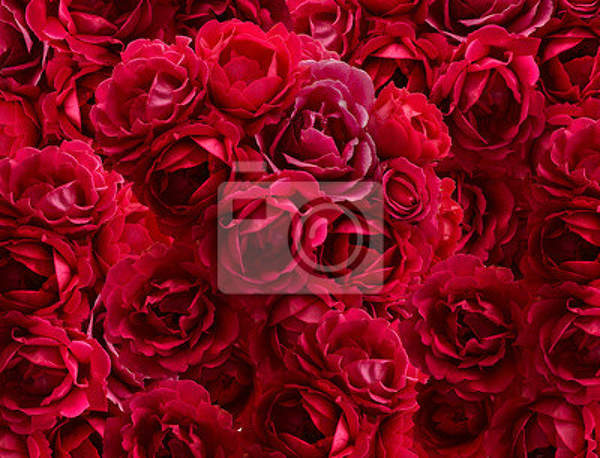 Фотообои - Красные розы макро артикул 10007599