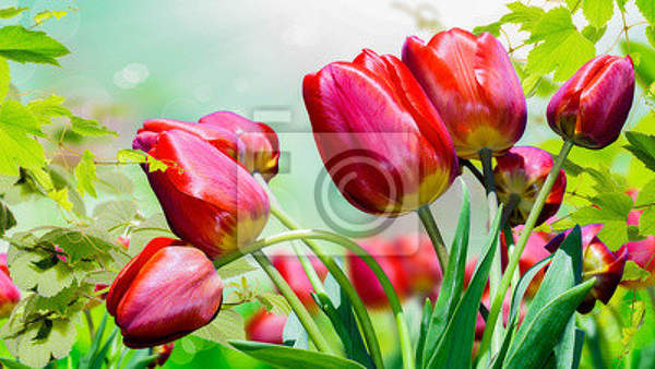 Фотообои -  Весенние тюльпаны артикул 10007207
