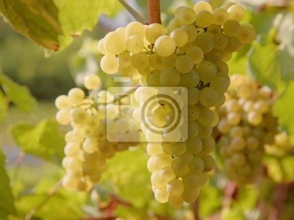 Фотообои - Белый виноград артикул 10007134
