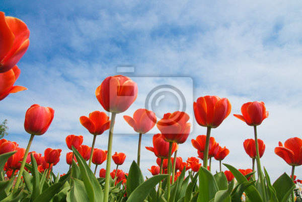 Фотообои с тюльпанами на фоне голубого неба артикул 10000343