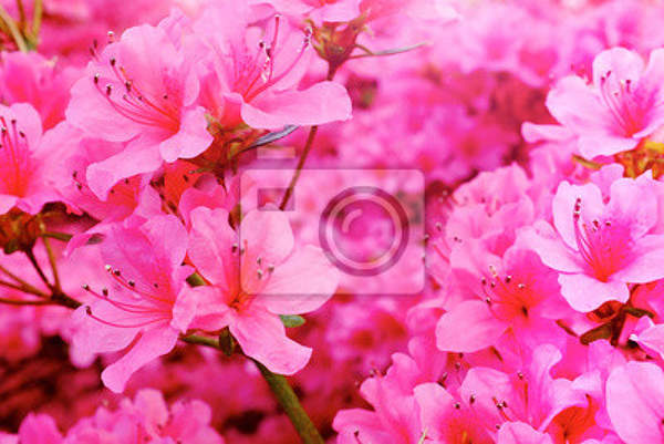 Фотообои - Розовая цветочная текстура артикул 10000243