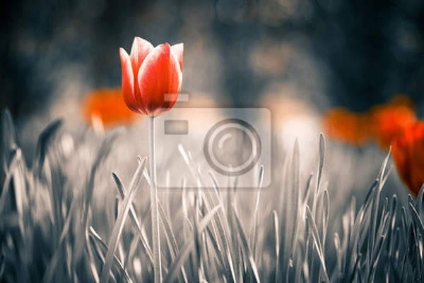 Фотообои - Красный тюльпан - Ретро артикул 10007619