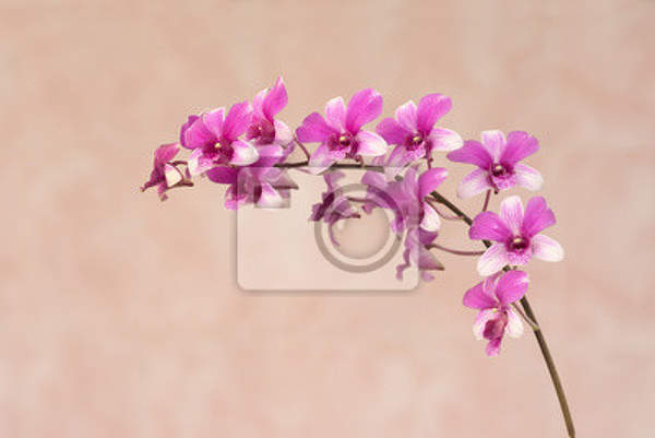 Фотообои с веточкой орхидеи артикул 10007690