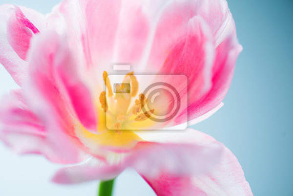 Фотообои - Розовый тюльпан артикул 10007166