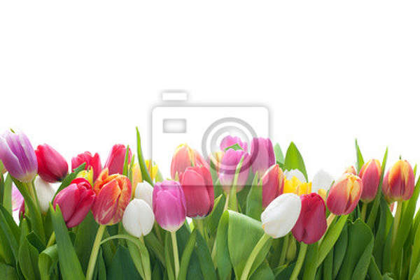 Фотообои с тюльпанами артикул 10007206