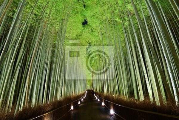 Фотообои на стену с изображением бамбукового леса артикул 10000068