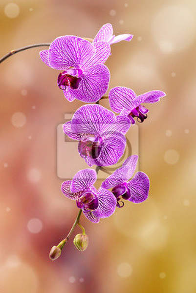 Фотообои - Розовая орхидея артикул 10007261