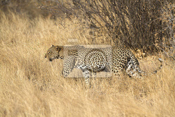 Фотообои - Леопард в траве артикул 10007366