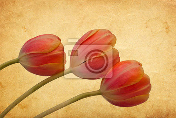 Фотообои - Три тюльпана артикул 10000269