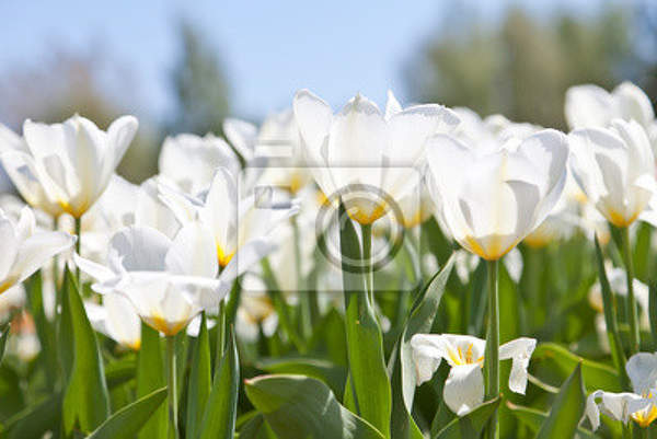 Фотообои с белоснежными тюльпанами артикул 10000346