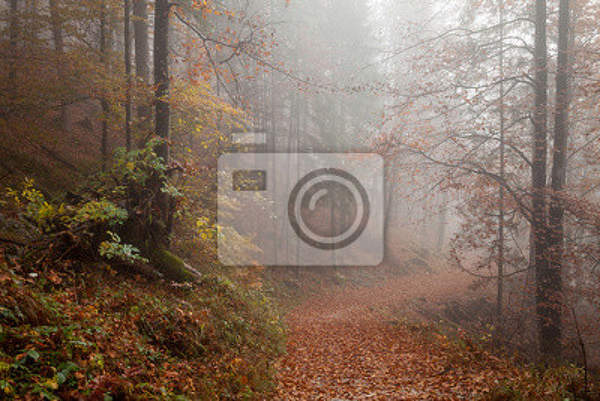 Фотообои - Тропинка в лесу артикул 10007590