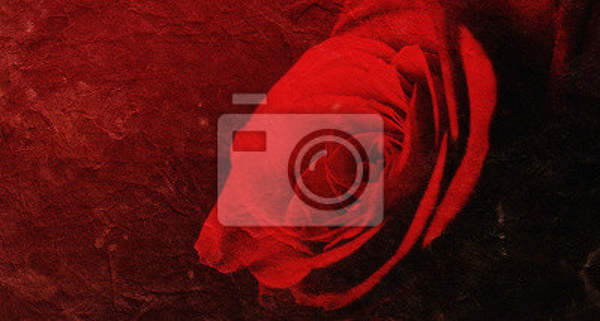 Фотообои - Красивая красная роза артикул 10007666