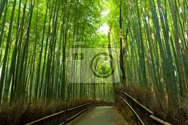 Фотообои на стену с бамбуковым лесом артикул 10000117