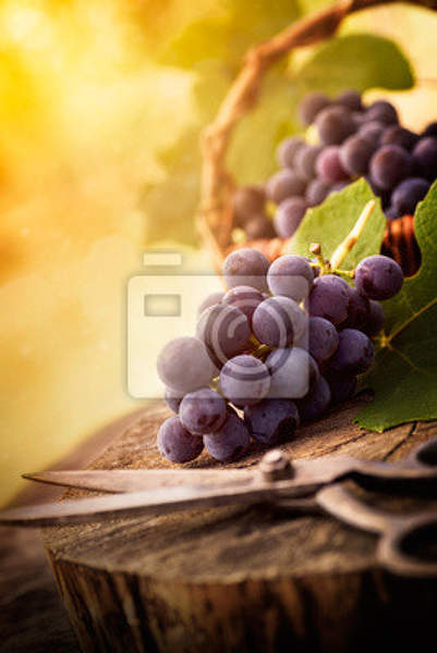 Фотообои - Гроздь винограда артикул 10000313
