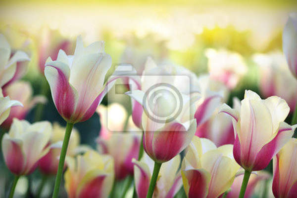 Фотообои с красивыми тюльпанами артикул 10007212